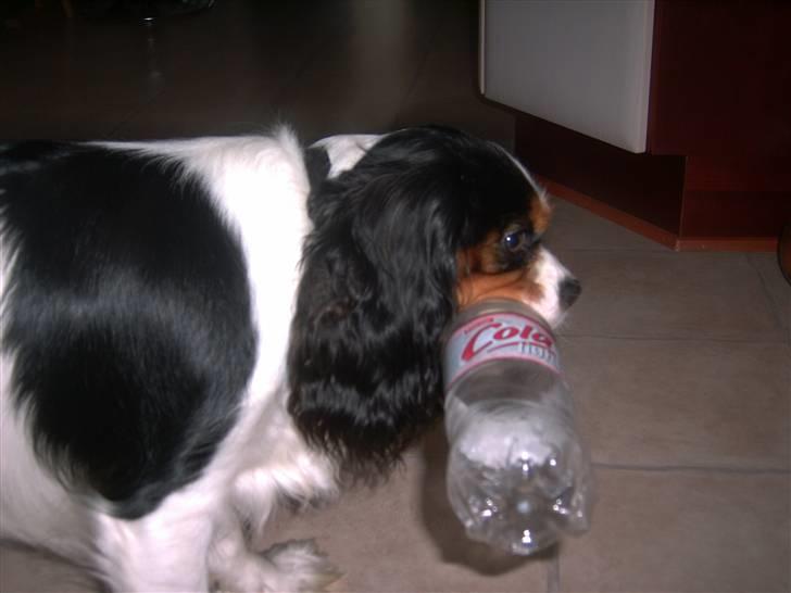 Cavalier king charles spaniel Townfield's Tony-Skott billede 14