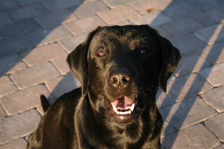 Labrador retriever Sofus (Formel 1) billede 13