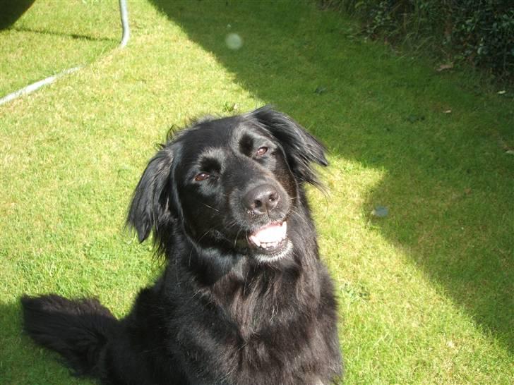 Blanding af racer TIKI R.I.P - Er jeg ik´sød billede 1