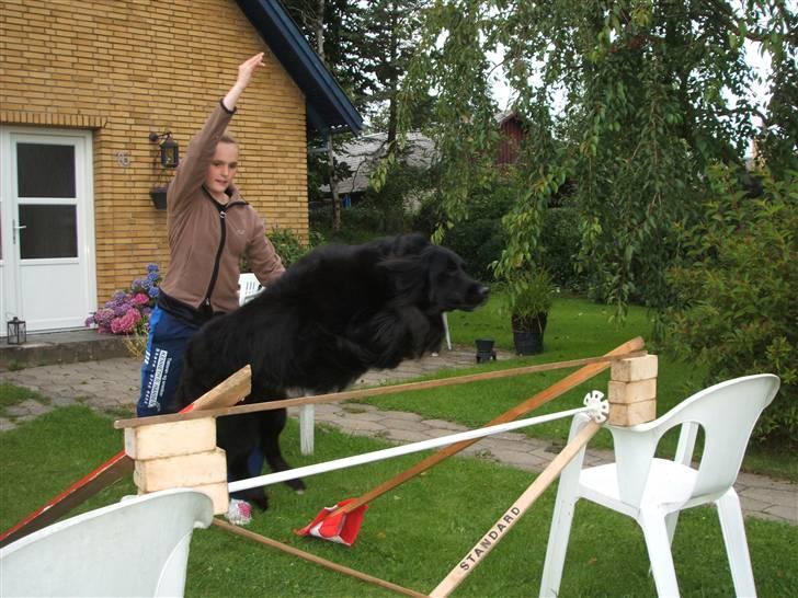 Blanding af racer TIKI R.I.P - hopla billede 3