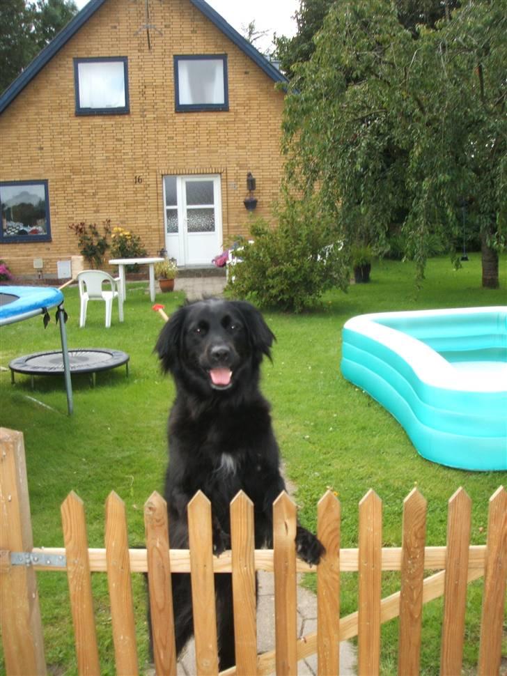 Blanding af racer TIKI R.I.P - Her vogter jeg!!! billede 7