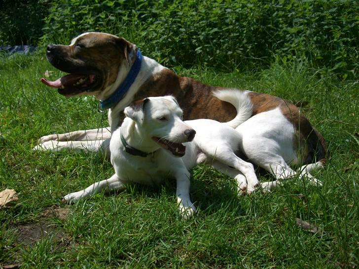 Jack russell terrier Futte - mig og min l"lille" ven billede 1