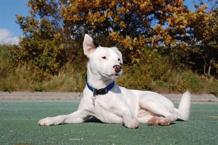 Jack russell terrier Futte billede 2