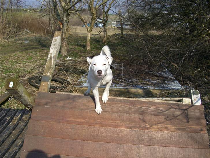Jack russell terrier Futte - på arbejde billede 3