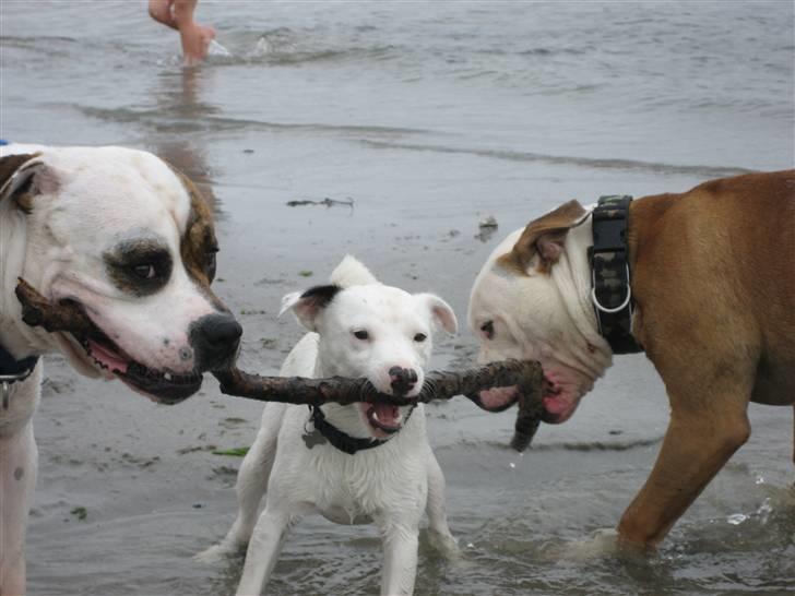 Jack russell terrier Futte - dele niks skrid det er minnnnn pind billede 4