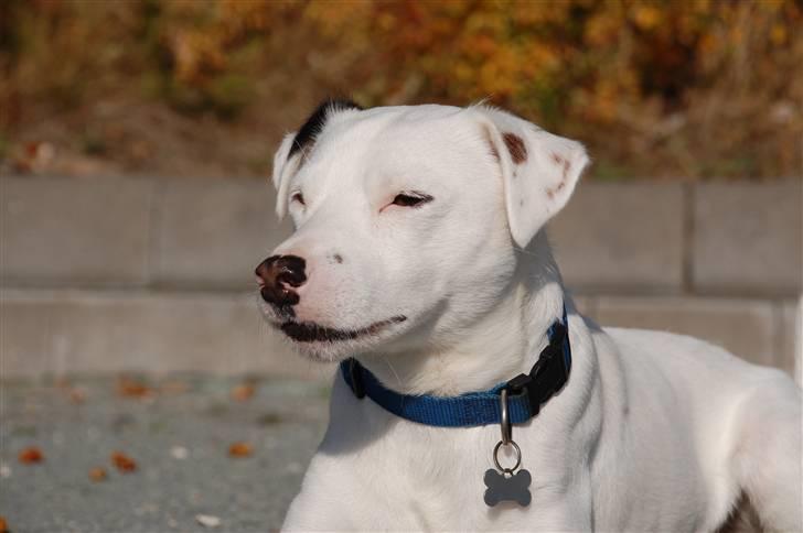 Jack russell terrier Futte billede 5