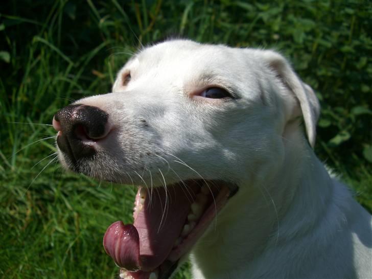 Jack russell terrier Futte - gabbbb billede 6