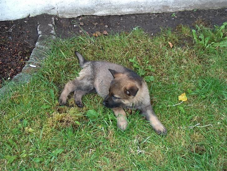 Schæferhund Bayogi`s Lobo R.I.P. (2012) - Grave huller hvem mig nej det var ikke mig *GG* billede 9