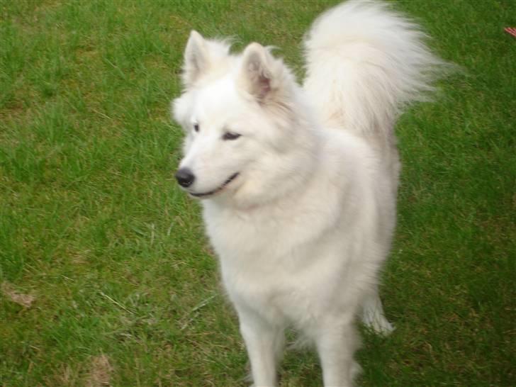 Samojedhund Sally - Sally i vores nye have... billede 15