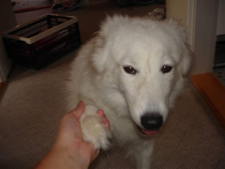 Samojedhund Sally - Sally gir pote... billede 16