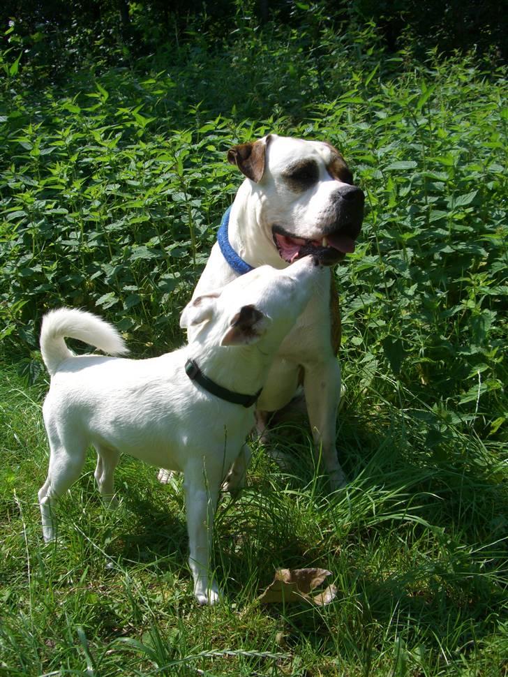 Jack russell terrier Futte - et kys til m in bedste ven billede 7