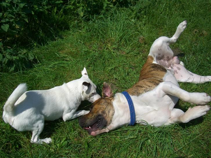 Jack russell terrier Futte - jeg hopper på dig og hopper på dig til du falder om dit store dyr billede 8