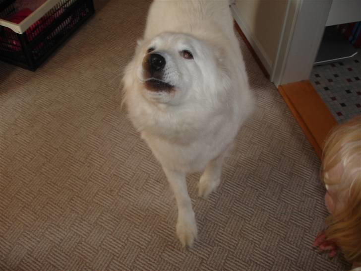 Samojedhund Sally - Hun kan også gø - når hun er fjollet... Ellers næsten aldrig... billede 17