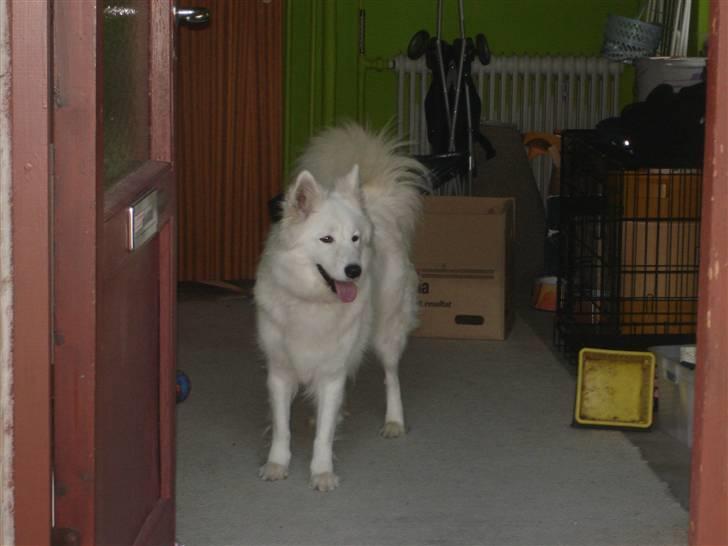 Samojedhund Sally - Så fin hun er... billede 18