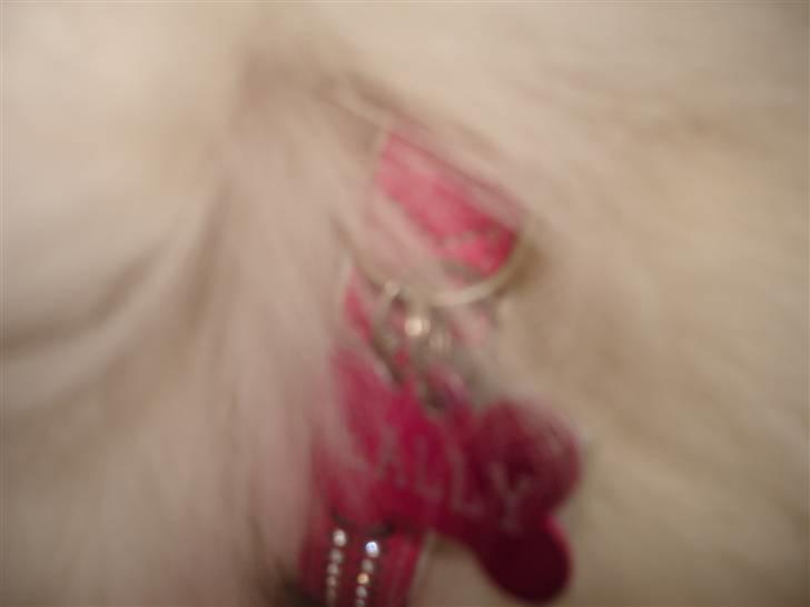 Samojedhund Sally - Sally´s halsbånd er pink med diamanter. I halsbåndet sidder der et pink kødben med  hendes navn og mit nr. på og et skilt der fortæller hun er chip mærket. billede 19