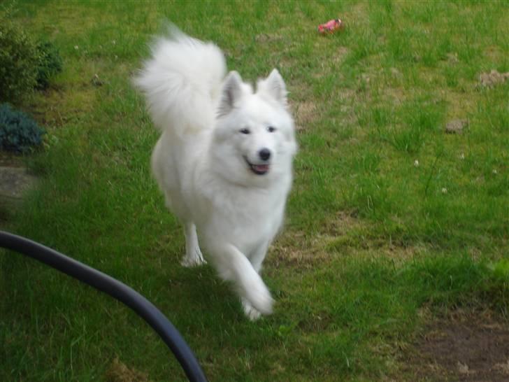 Samojedhund Sally - Sally leger i haven... billede 20