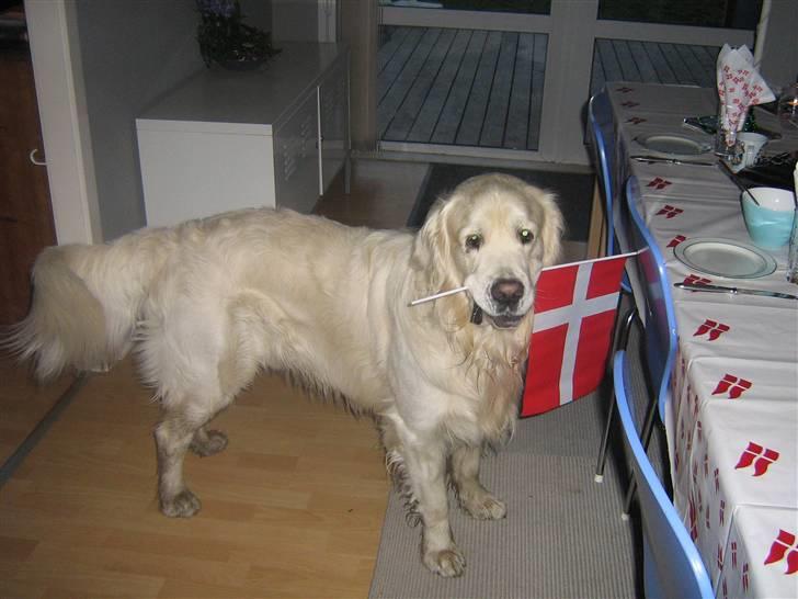 Golden retriever McCartney - hip hurra det min fødselsdag billede 16