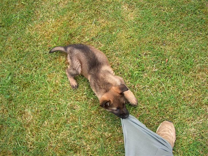 Schæferhund Bayogi`s Lobo R.I.P. (2012) - Nej jeg bider da ikke i bukserne hvem siger det ??? billede 10