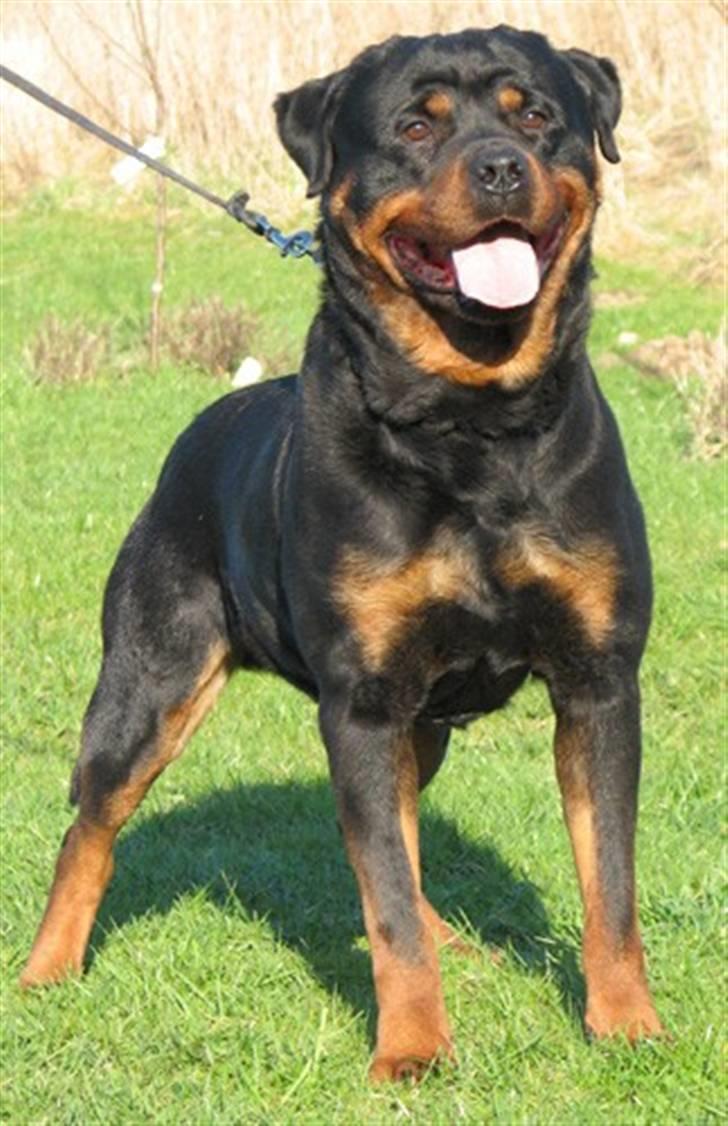Rottweiler Gonzo billede 1