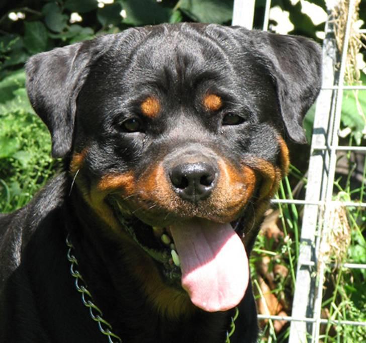 Rottweiler Gonzo billede 2