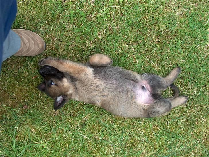 Schæferhund Bayogi`s Lobo R.I.P. (2012) - Se min smukke navle :-) billede 11