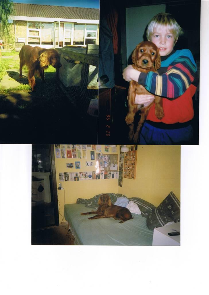 Irsk setter † Boss † R.I.P. Kirstinekjær's Boss - 1995 billede 17