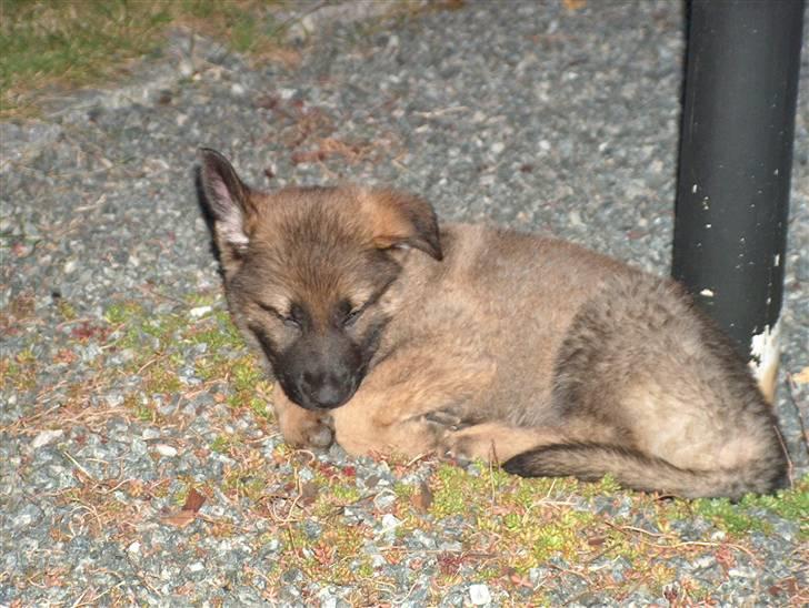 Schæferhund Bayogi`s Lobo R.I.P. (2012) - Her sov jeg inden vi fik vandsten i haven :-) billede 17