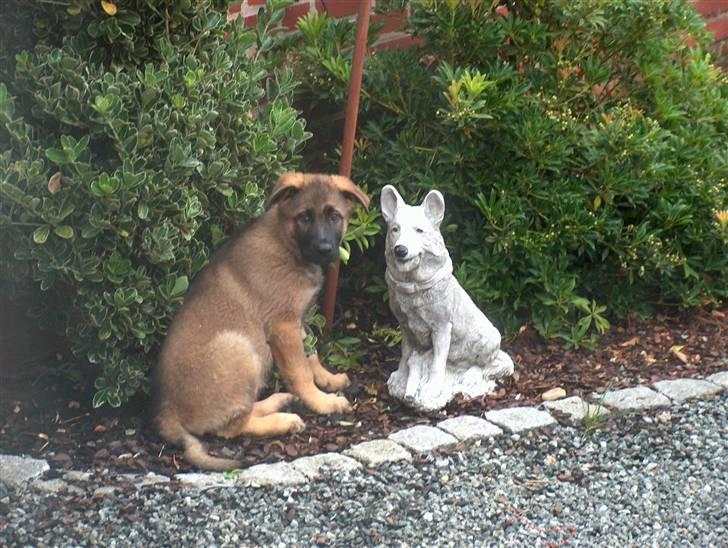 Schæferhund Bayogi`s Lobo R.I.P. (2012) - Er det ikke en fin hvid schæfer vi har fået *GG* billede 19