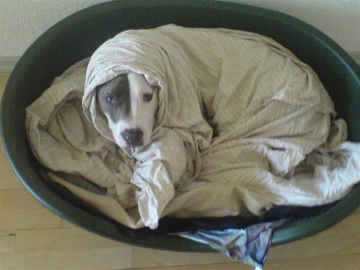 Amerikansk staffordshire terrier Hector - jeg putter væk med det camara billede 13