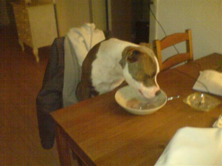 Amerikansk staffordshire terrier Hector - umm det smager godt (han må ik sidde ved boret men det var sødt ) billede 14