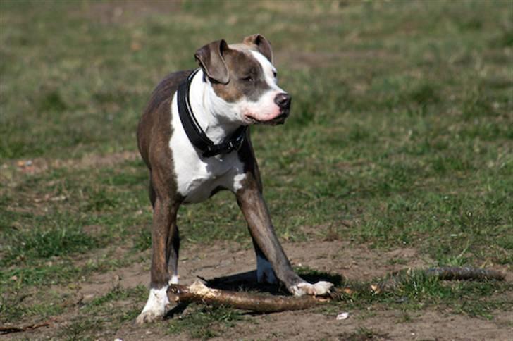 Amerikansk staffordshire terrier Hector billede 15