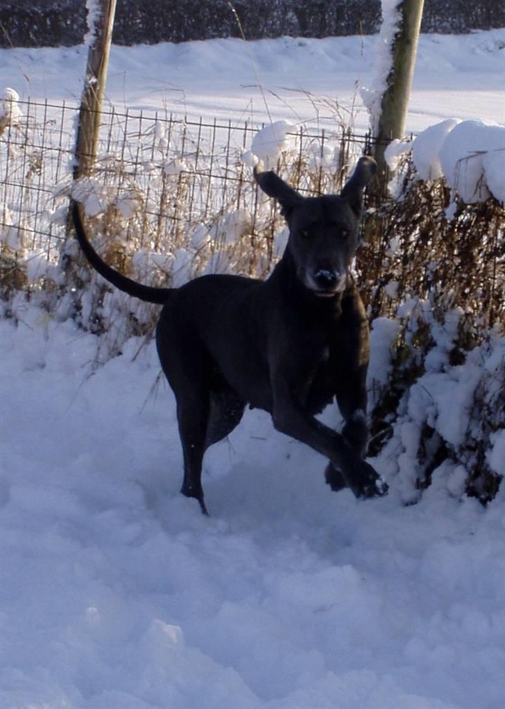 Grand danois BLUE TEMPTATION'S HOPE billede 18