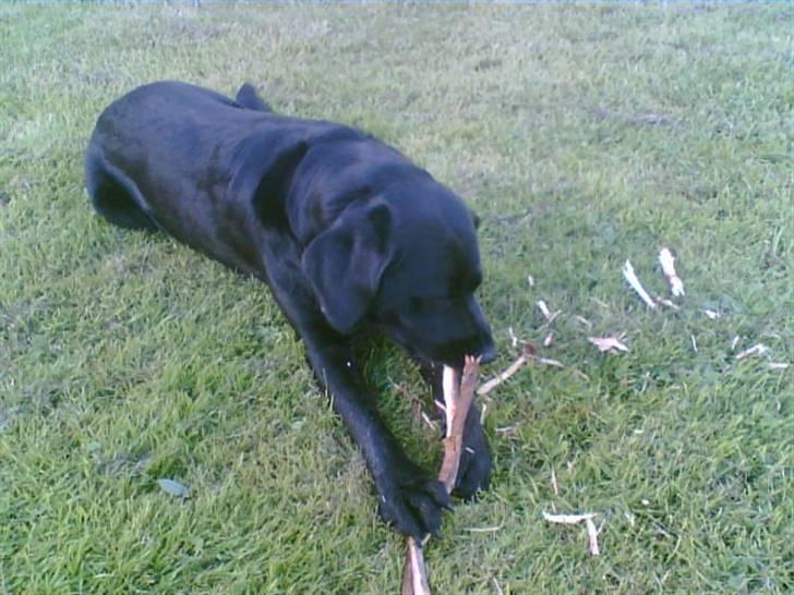Labrador retriever Kiki billede 14