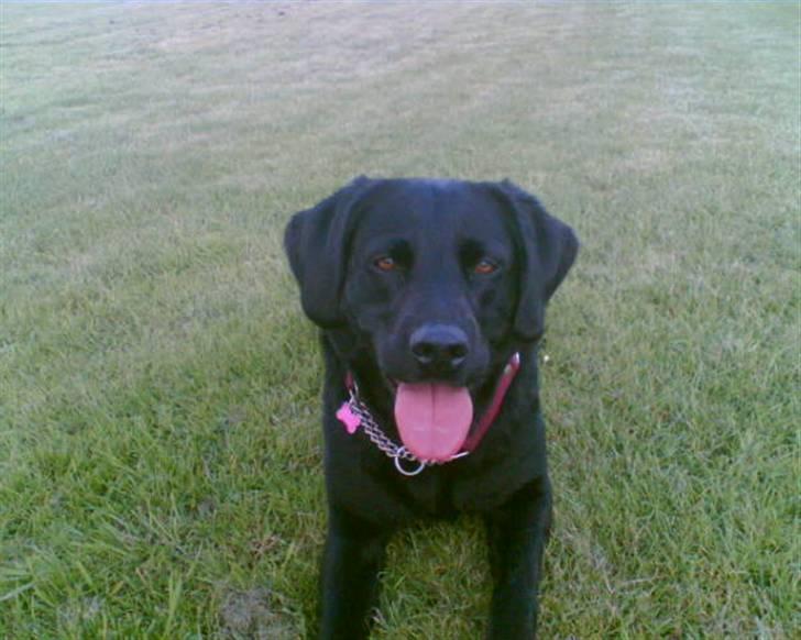 Labrador retriever Kiki billede 15