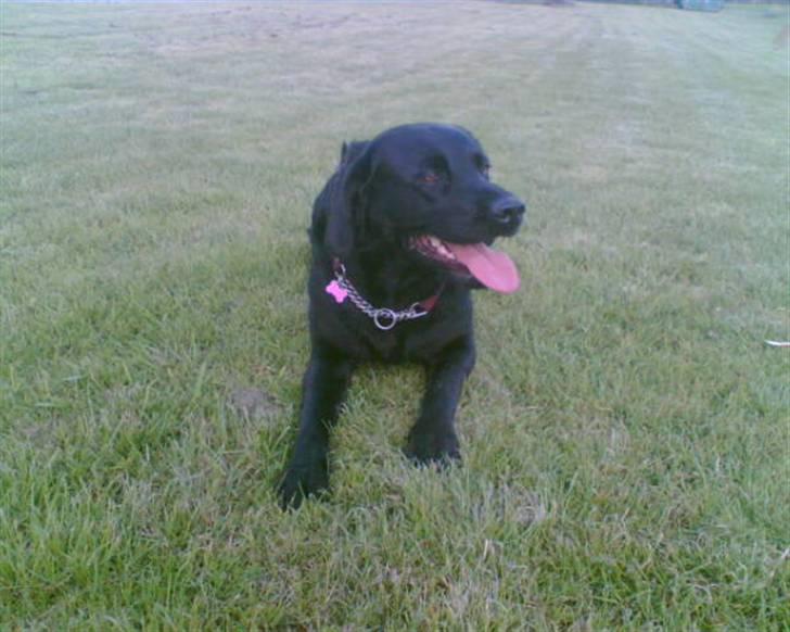 Labrador retriever Kiki billede 16