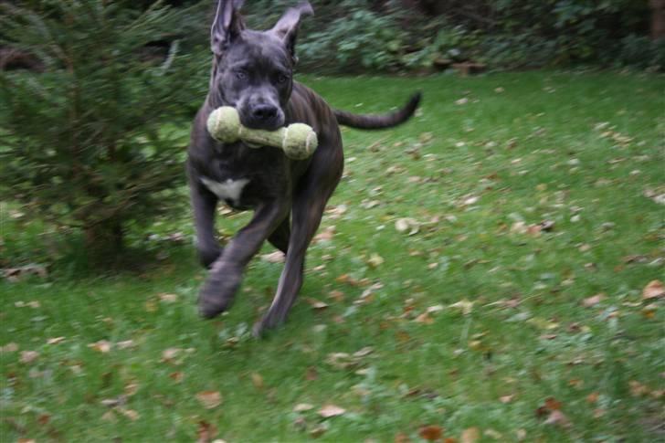 Cane corso ENZO billede 11
