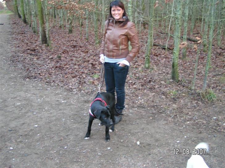 Amerikansk staffordshire terrier Heros (Omplaceret) - En stolt ejer med sin smukke hund :o) billede 3