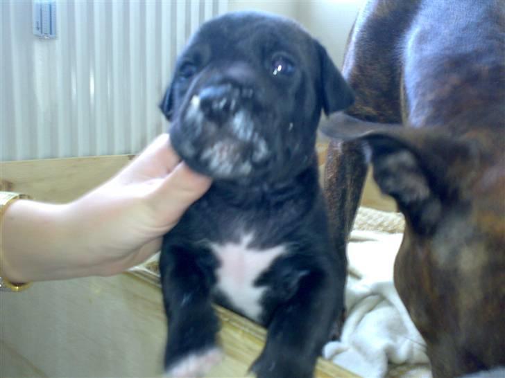 Amerikansk staffordshire terrier Heros (Omplaceret) - Mmmh jeg elsker a38 med torskerogn! :D billede 4