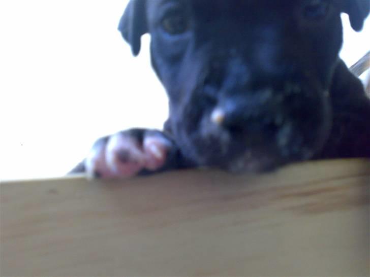 Amerikansk staffordshire terrier Heros (Omplaceret) - Tittebuuuh, hihi :) billede 5