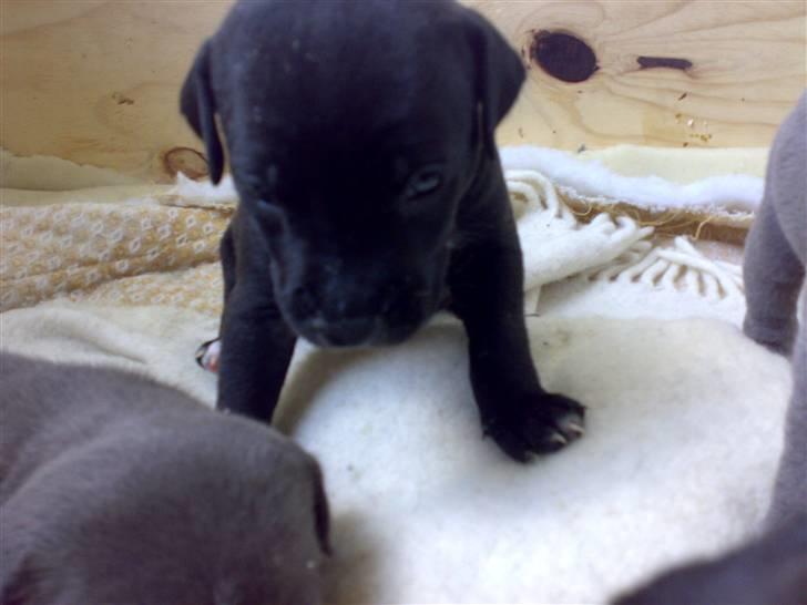 Amerikansk staffordshire terrier Heros (Omplaceret) - Øv, så måtte jeg ikke få mere mad :( billede 6