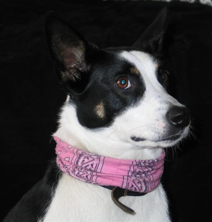 Blanding af racer Bella himmel hund  - hmm sidder lige og tænker billede 10