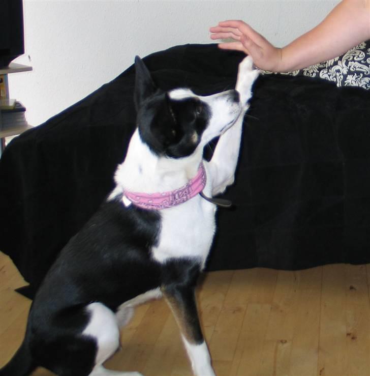 Blanding af racer Bella himmel hund  - hi 5 så dygtig jeg er.. billede 11