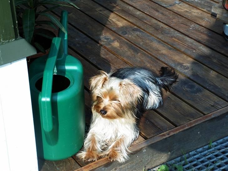 Yorkshire terrier Mia - Mia sommeren 2005 billede 8