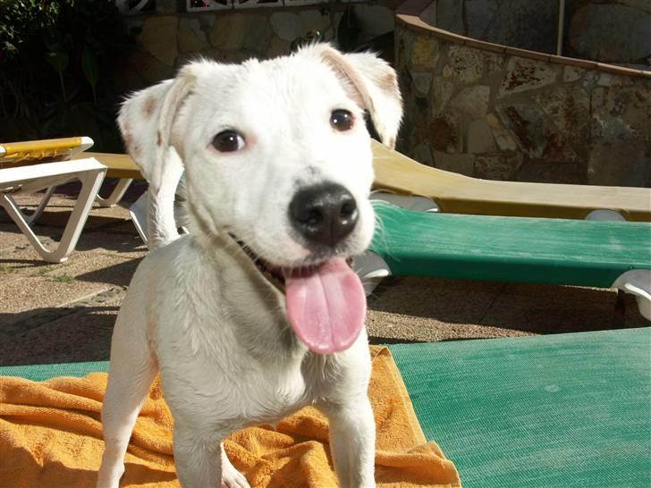 Jack russell terrier Lola - Super våd fra bruseren efter en tur på stranden, men stadig klar til leg og ballade! :-) billede 14