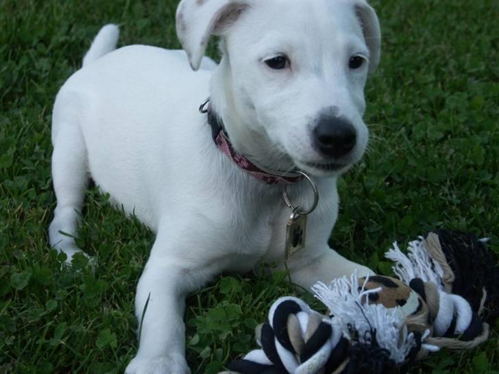 Jack russell terrier Lola - Juhuuuu, på Samsø igen og lege i den store have - det er sjovt! :-) billede 15