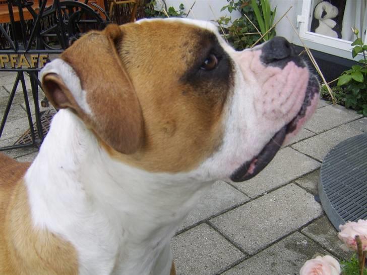 Amerikansk bulldog Ida aka Amagerpigen f. - Hvis jeg nu gør mig rigtig lækker - kan det så tænkes at jeg får en godbid???? billede 8