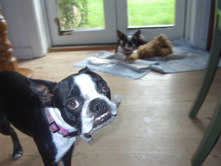 Boston terrier Asta - Mig og mit underbid ;0) billede 18