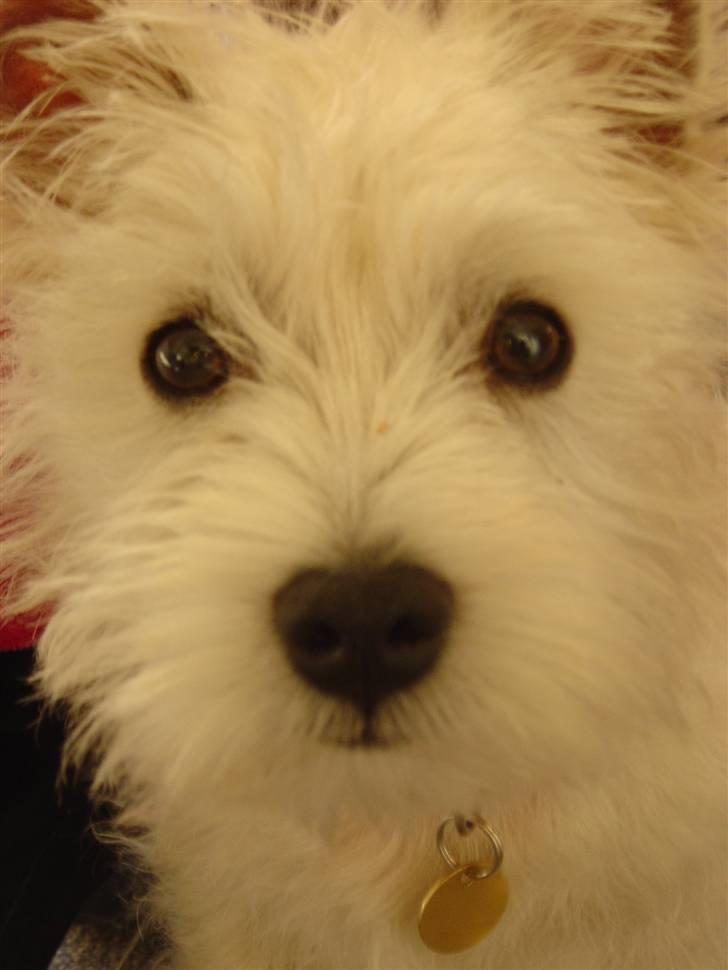 West highland white terrier airas sofus - Mor synes at jeg har kønne øjne.... så måtte stå model til dette!!! billede 13