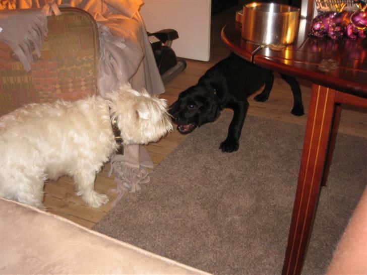 Labrador retriever Boris - Jeg prøver at få kødbenene men sofus vinder hele tiden... billede 13