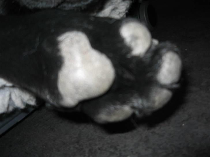 Labrador retriever Boris - Store poter.... det siger alle til mig... Men synes mennesket måske at det er fedt at ha store fødder! billede 14